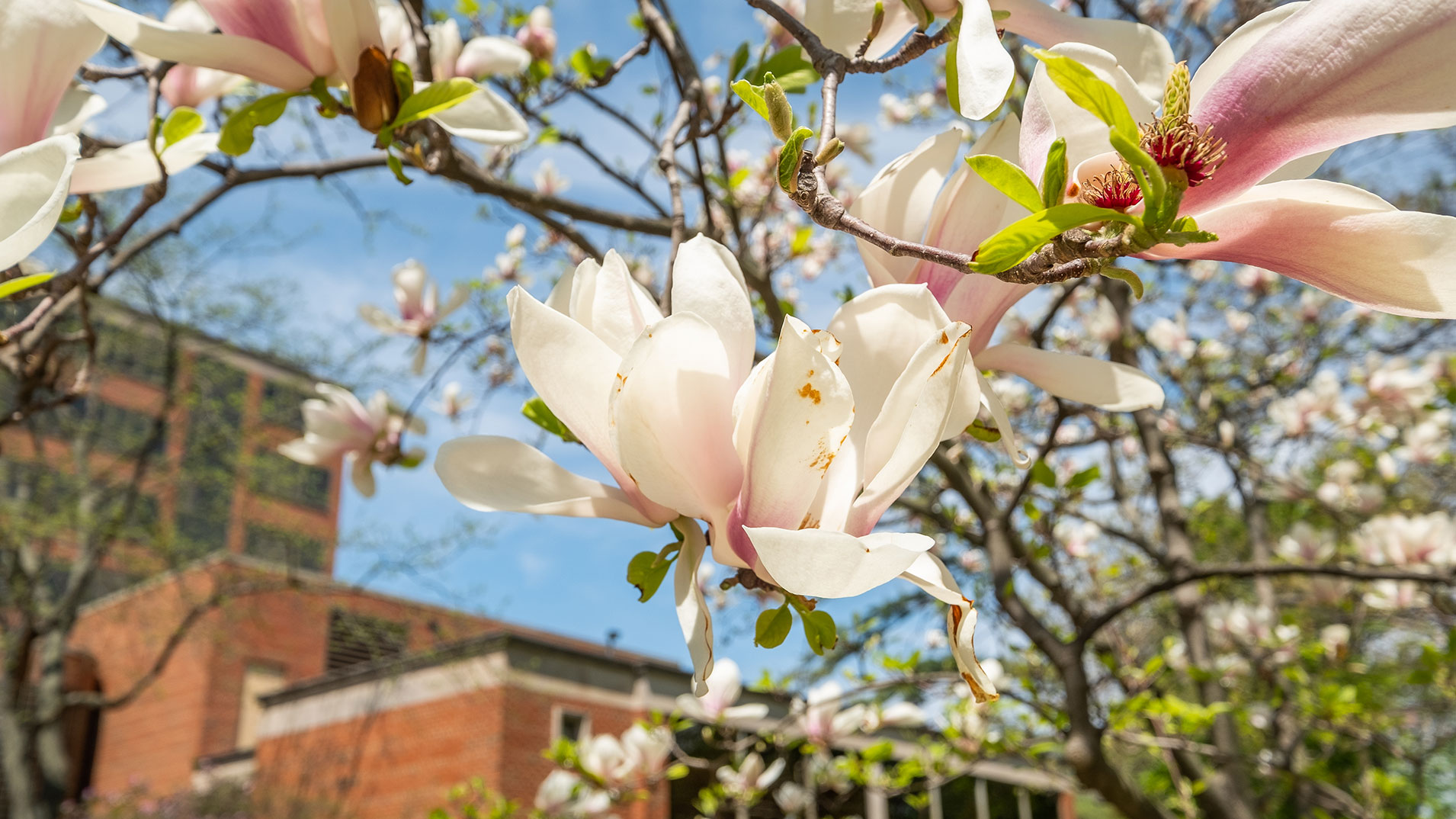 Close-up of flowers blossoming