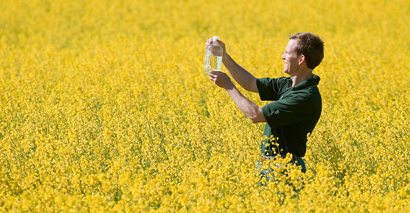 Individual examining a sample in a field of yellow flowers