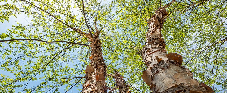 Upward view of tree branches