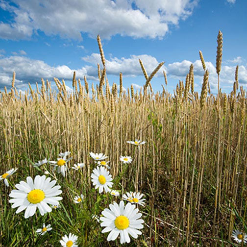 Wheat in a field
