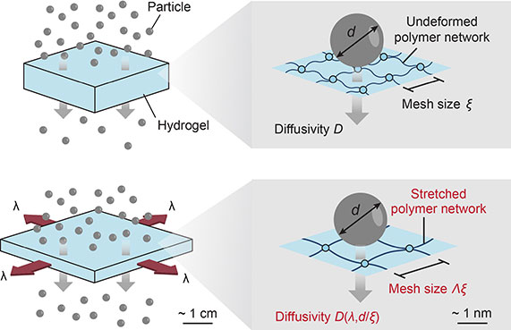 Program particle transport in soft active materials