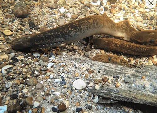 Sea lamprey Credit: Robinson Gingerich